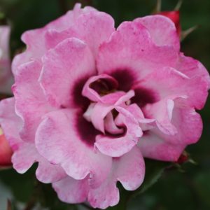 Angel Eyes UK Potted Rose