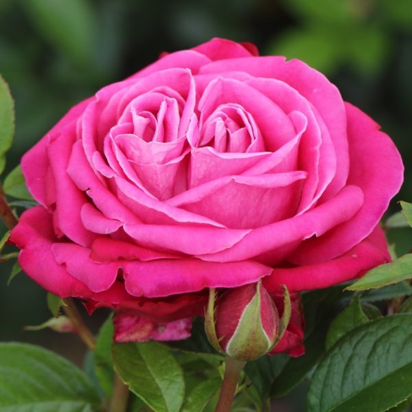 Birthday Boy UK Potted Rose - Image 9