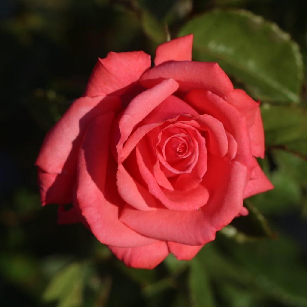 Climbing Roses Archives - Colin Gregory Roses Ltd
