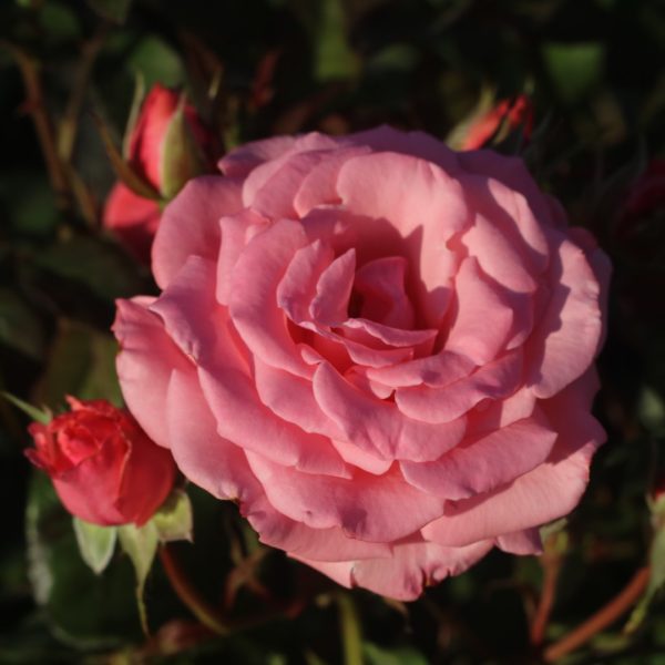 Agatha Christie UK Potted Rose - Image 2