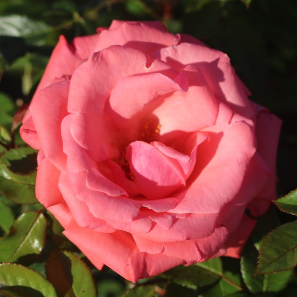 Agatha Christie UK Potted Rose - Image 8