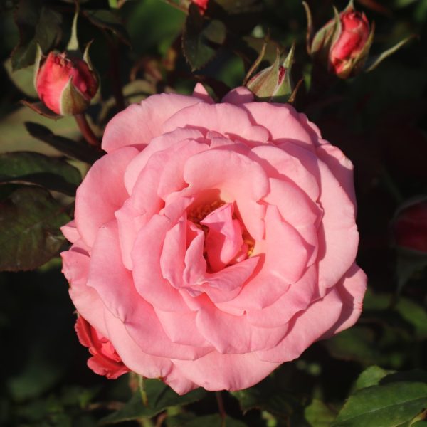 Agatha Christie UK Potted Rose - Image 7