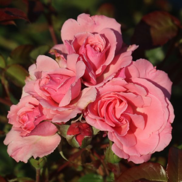 Agatha Christie UK Potted Rose - Image 3