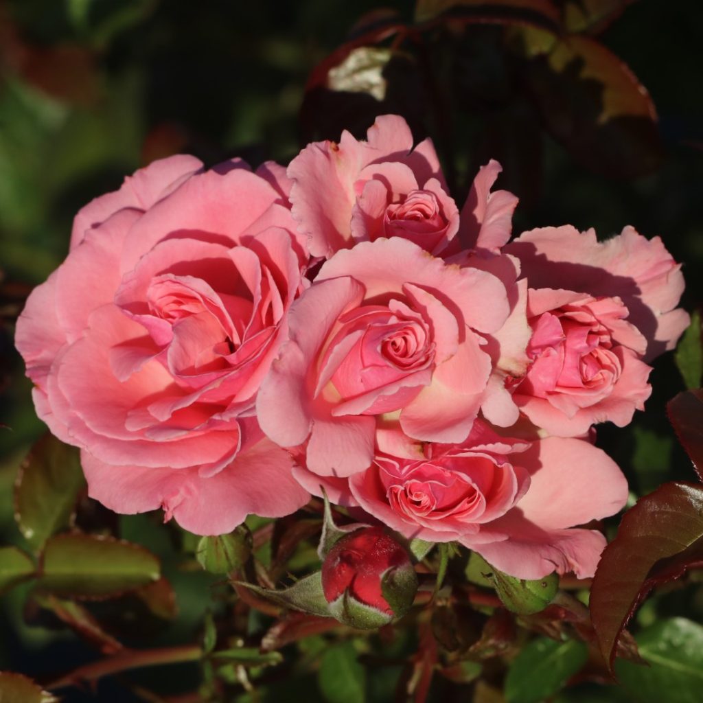 Agatha Christie UK Potted Rose - Colin Gregory Roses Ltd