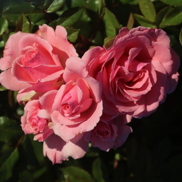 Agatha Christie UK Potted Rose - Image 6