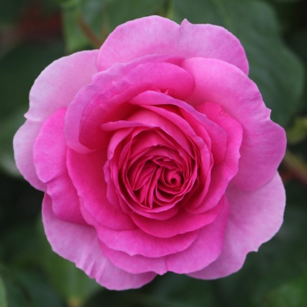 Ozeana UK Potted Rose - Image 5