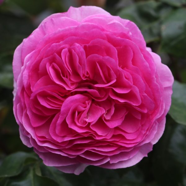 Ozeana UK Potted Rose - Image 2