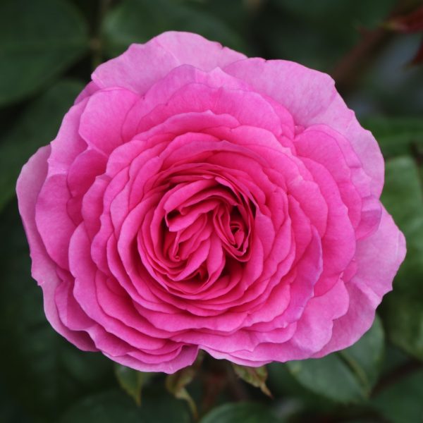 Ozeana UK Potted Rose - Image 4