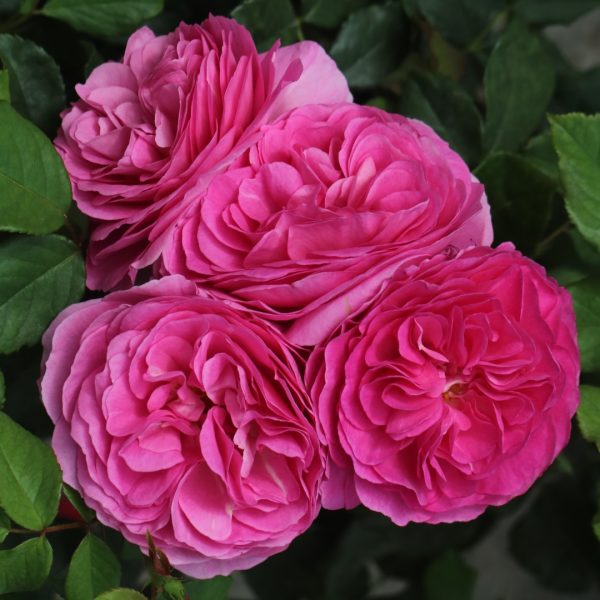 Ozeana UK Potted Rose - Image 3