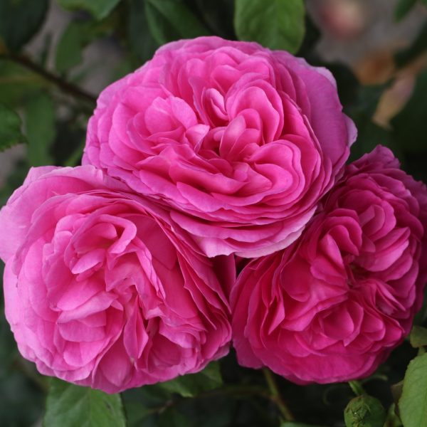 Ozeana UK Potted Rose - Image 6