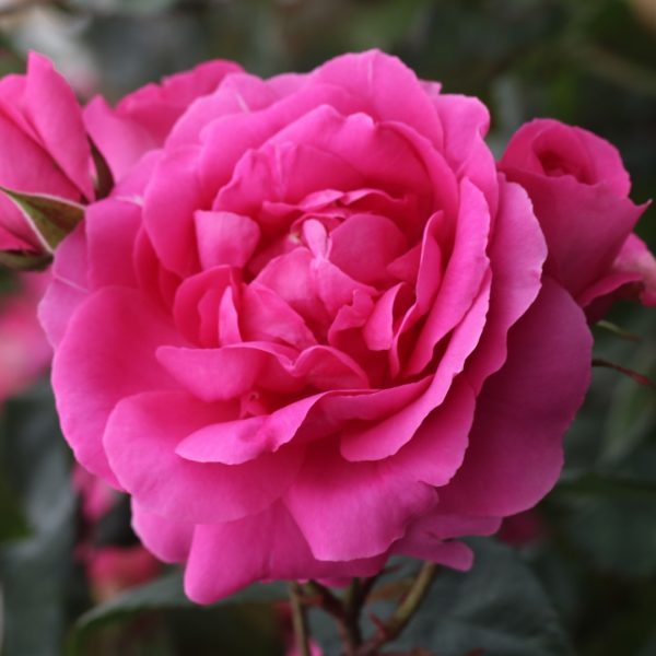 Parade UK Potted Rose - Image 5