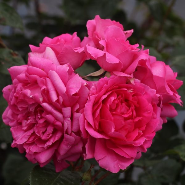 Parade UK Potted Rose - Image 7