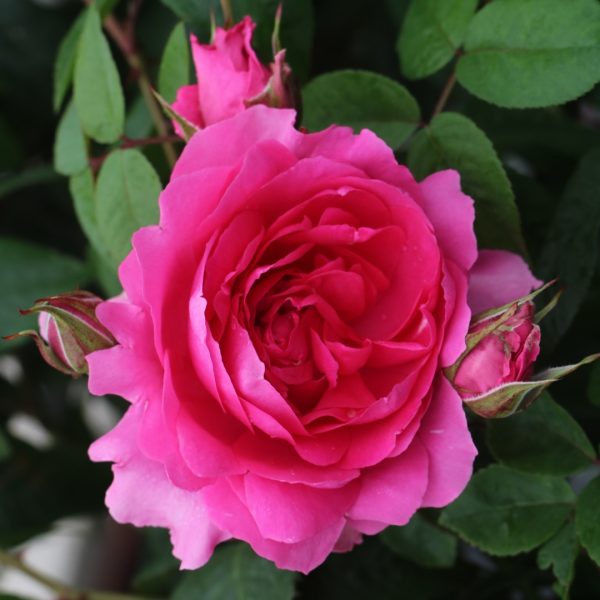 Parade UK Potted Rose - Image 8