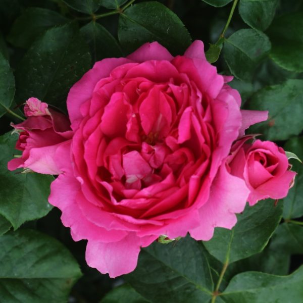 Parade UK Potted Rose - Image 6