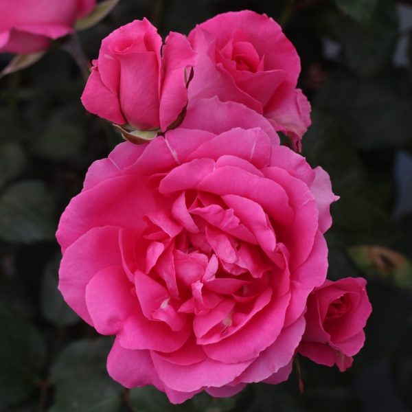 Parade UK Potted Rose - Image 3