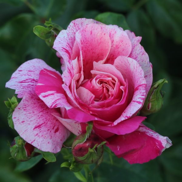 Raspberry Cream Twirl UK Potted Rose - Image 5