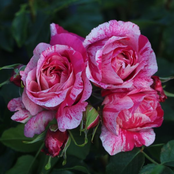 Raspberry Cream Twirl UK Potted Rose - Image 2