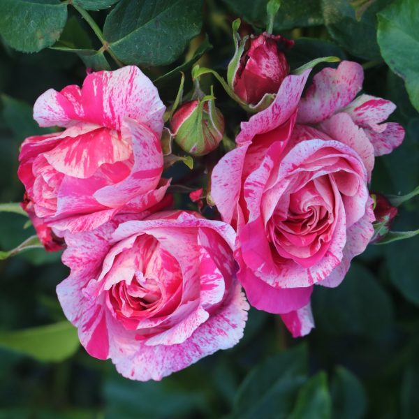 Raspberry Cream Twirl UK Potted Rose - Image 4