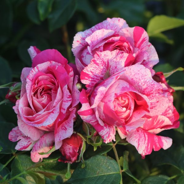 Raspberry Cream Twirl UK Potted Rose - Image 6