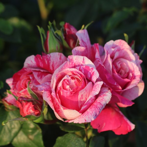 Raspberry Cream Twirl UK Potted Rose - Image 10