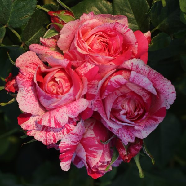 Raspberry Cream Twirl UK Potted Rose - Image 8