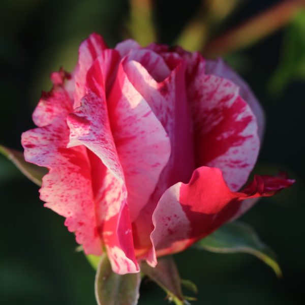 Raspberry Cream Twirl UK Potted Rose - Image 7