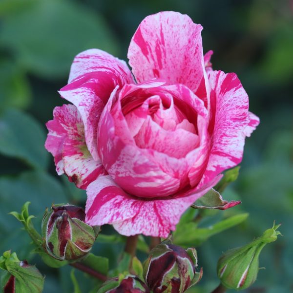 Raspberry Cream Twirl UK Potted Rose - Image 3