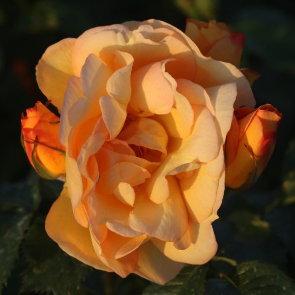 Maigold UK Potted Rose - Image 7