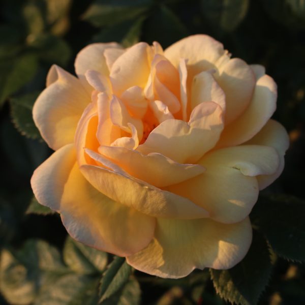 Maigold UK Potted Rose - Image 9