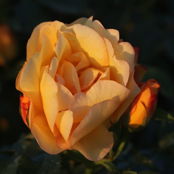 Maigold UK Potted Rose - Image 3