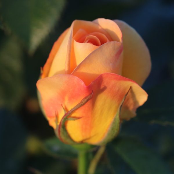 Maigold UK Potted Rose - Image 6