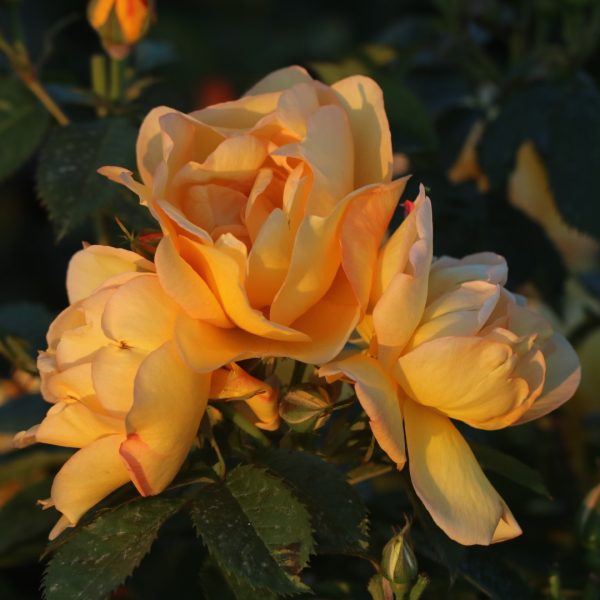 Maigold UK Potted Rose - Image 2