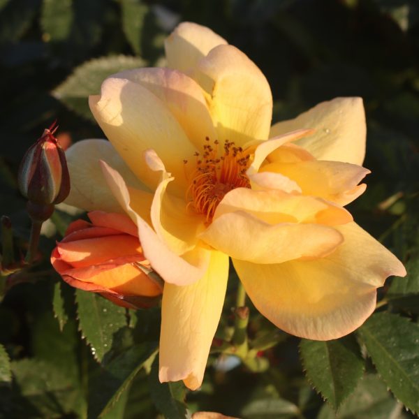 Maigold UK Potted Rose - Image 4