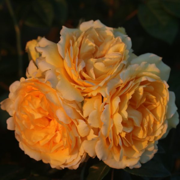 Sommergold UK Potted Rose