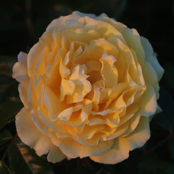 Sommergold UK Potted Rose - Image 4