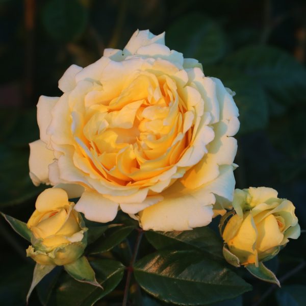 Sommergold UK Potted Rose - Image 5