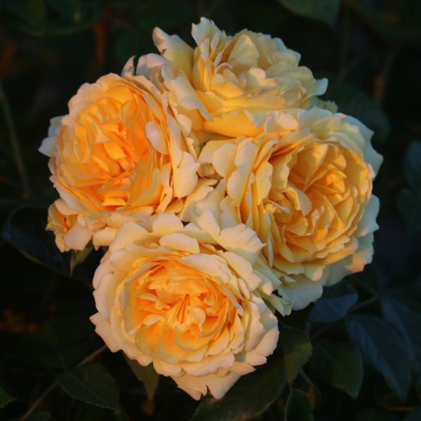 Sommergold UK Potted Rose - Image 6