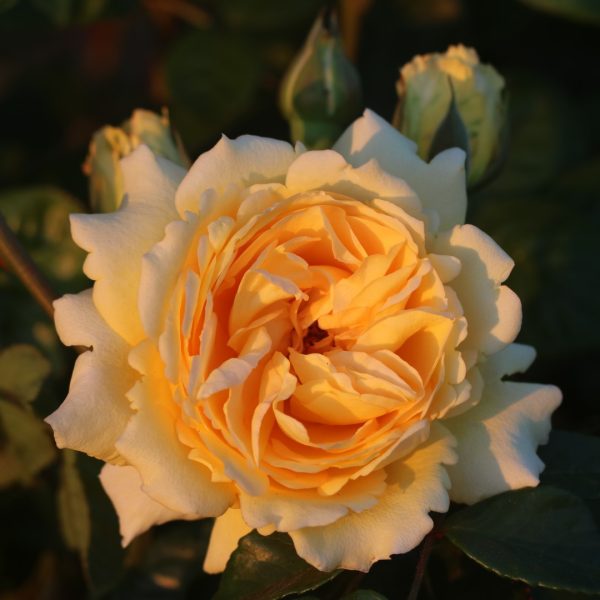 Sommergold UK Potted Rose - Image 2