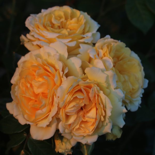 Sommergold UK Potted Rose - Image 7