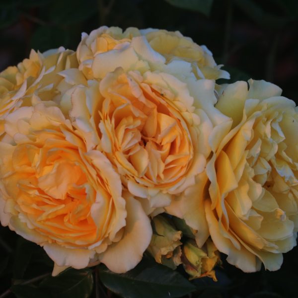 Sommergold UK Potted Rose - Image 8