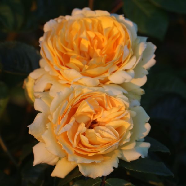 Sommergold UK Potted Rose - Image 3