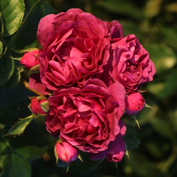 Minerva UK Potted Rose - Image 7