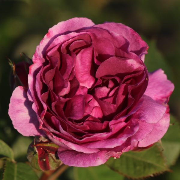 Minerva UK Potted Rose - Image 6