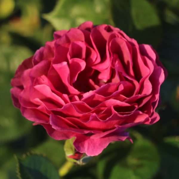 Minerva UK Potted Rose - Image 2