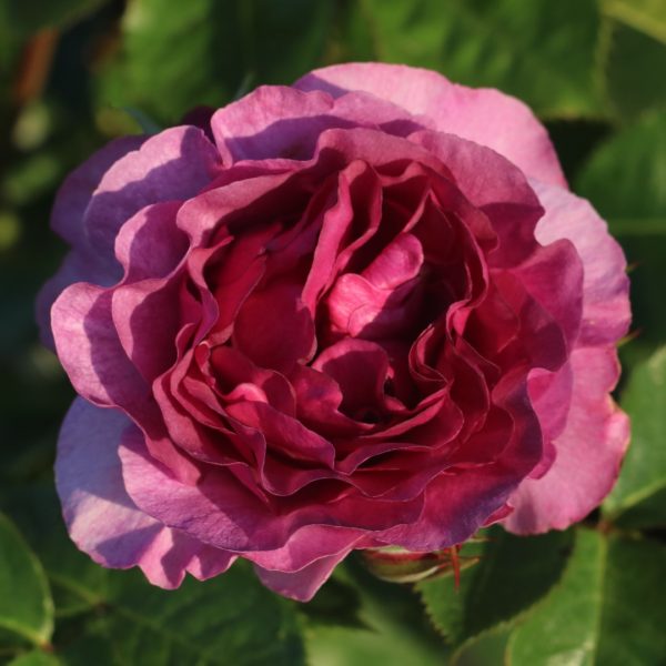 Minerva UK Potted Rose - Image 10