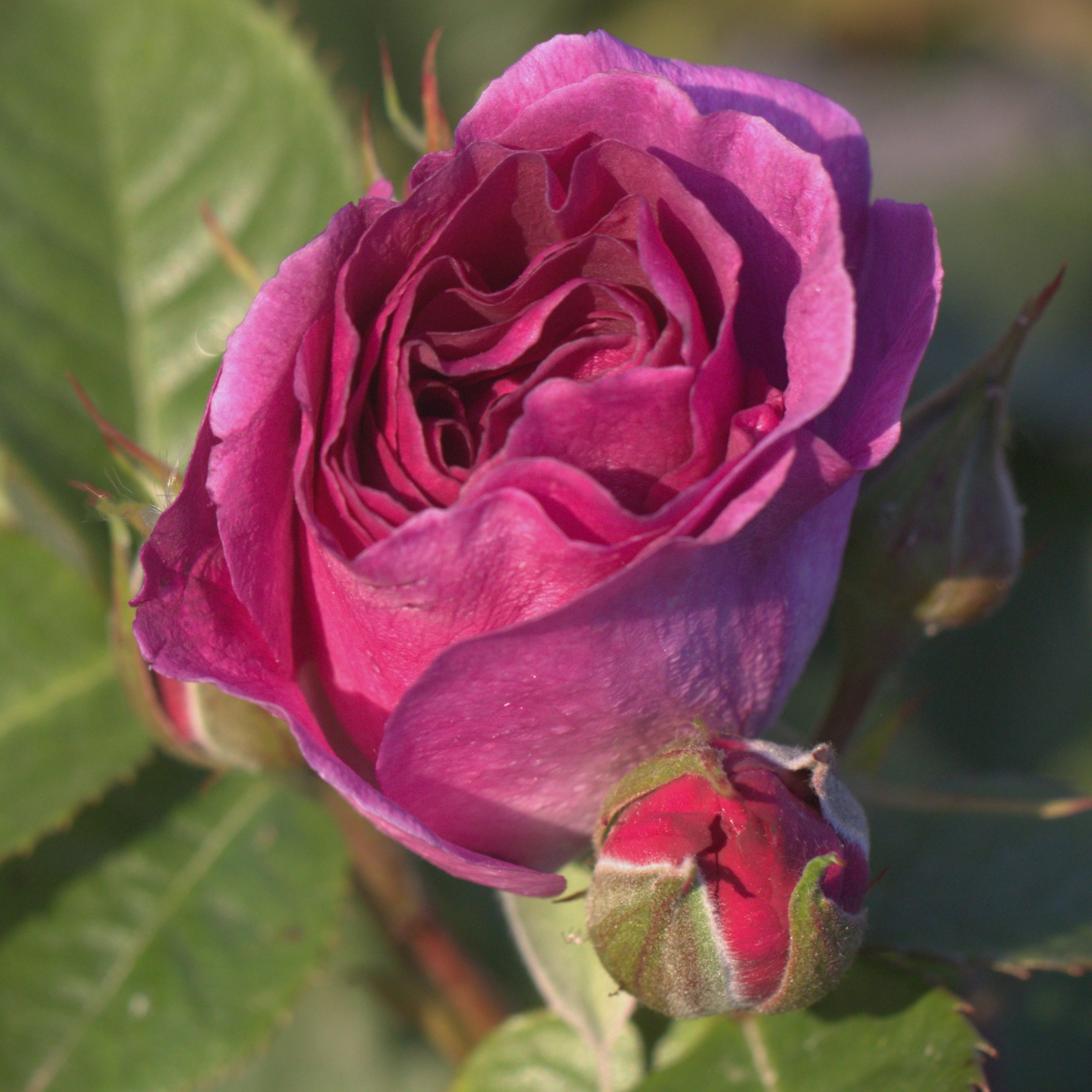 Minerva UK Potted Rose - Image 12