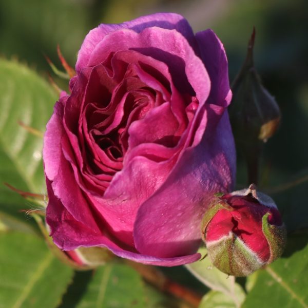 Minerva UK Potted Rose - Image 3