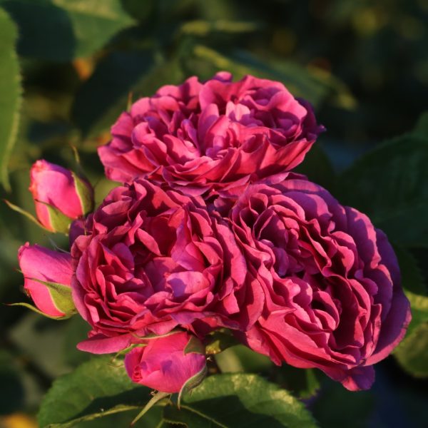 Minerva UK Potted Rose - Image 9