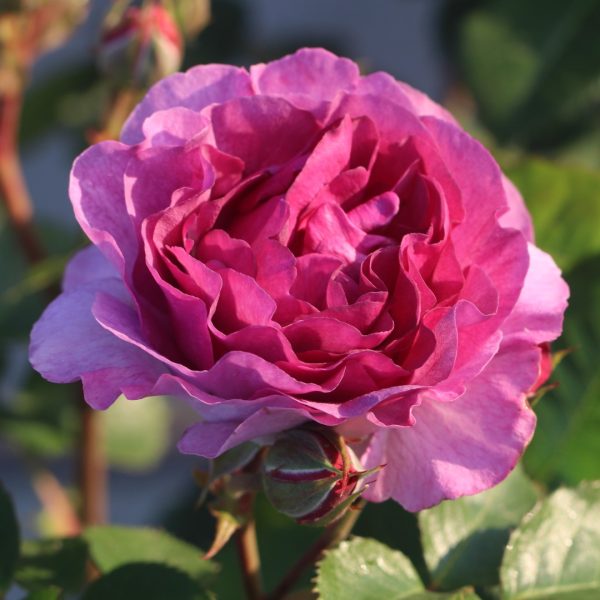 Minerva UK Potted Rose - Image 5