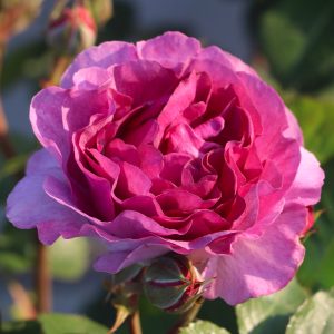 Minerva UK Potted Rose